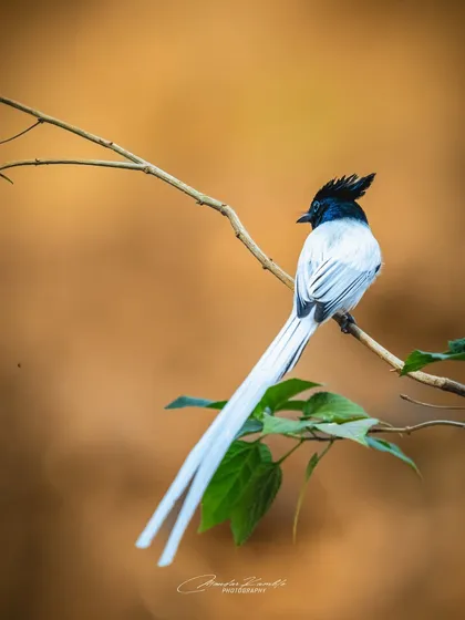 The Indian Paradise Flycatcher is pure elegance. This is the white morph of the species, and I framed it against a soft, earthy background in Pune to emphasize its graceful form and the incredible length of its tail feathers. It’s a testament to how I use composition to tell a story.