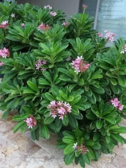 A lush and bushy Plumeria pudica, also known as the Bridal Bouquet Plumeria, covered in flowers. It's a great shrub for continuous blooms.