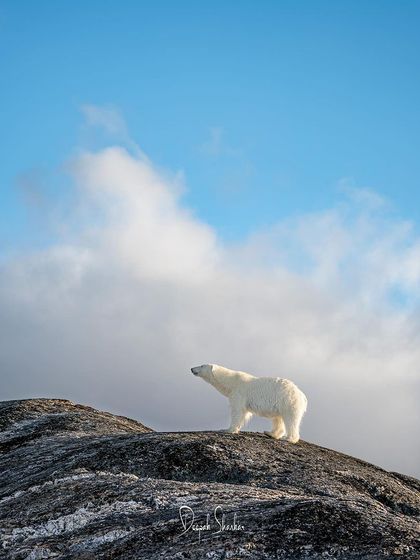 This is an Arctic ballet. This bear was delicately moving from rock to rock, feasting on eider eggs. It was a beautiful display of power and precision.