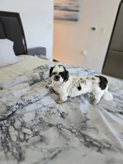 After years apart, 11-year-old Lily is finally home in the USA, relaxing on her new bed. Her journey was long, but her sweet, smiling face shows it was all worth it to be with her dad again.