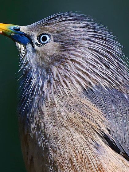 A portrait of a Chestnut-tailed Starling looking upwards. The fine, spiky feathers on its head are clearly visible, as is the multi-colored sheen on its beak.