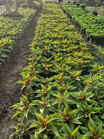 A look at our fields of Poinsettia, a classic winter flowering plant. The sheer quantity shows our capacity to handle large wholesale orders for festive seasons.