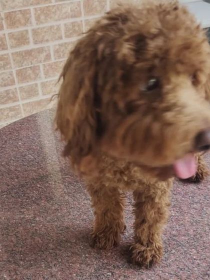A side profile of the Poodle post-grooming, highlighting the even and neat trim across its body.