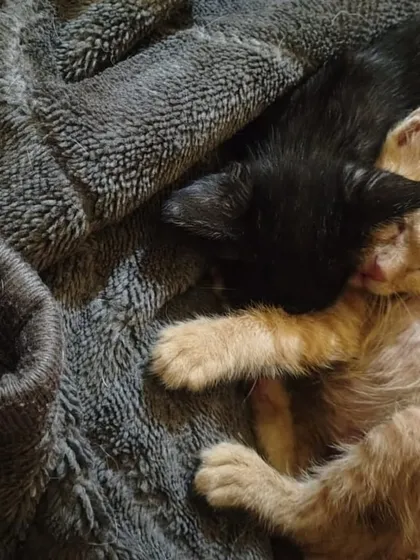 There is nothing like the comfort of a friend. This bonded pair, a ginger and a black kitten, found solace in each other after being rescued. Adopting a pair means they always have a playmate and companion.