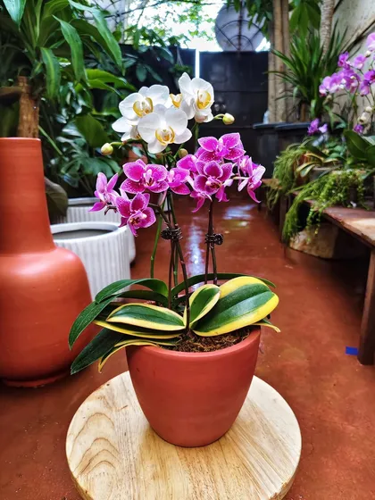 This lovely arrangement features a mix of white and magenta orchids, paired with a variegated leaf plant for added interest. The terracotta pot adds a warm, earthy touch to the elegant flowers.