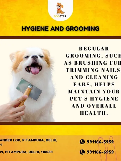 Regular grooming is not just about looks, it's about health. Brushing fur, trimming nails, and cleaning ears are fundamental to your pet's hygiene and overall well-being.