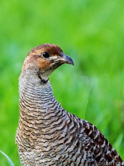 Another portrait of the Grey Francolin, this time with a more curious and direct gaze.
