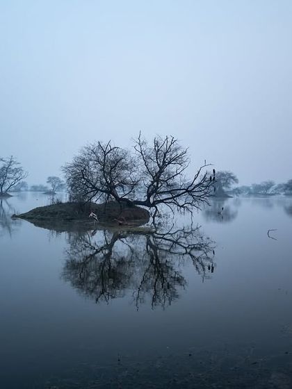 A misty, atmospheric shot of the wetlands at Bharatpur. The fog simplifies the scene, creating a minimalist and ethereal landscape.