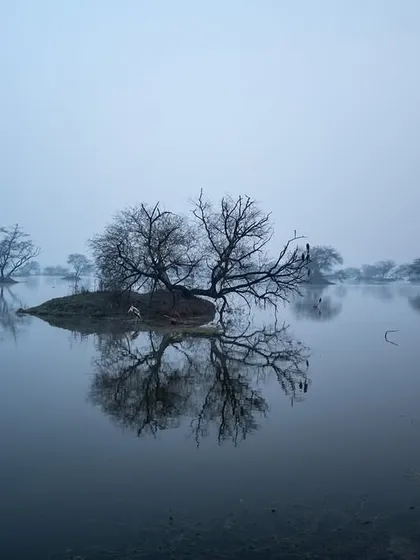 A misty, atmospheric shot of the wetlands at Bharatpur. The fog simplifies the scene, creating a minimalist and ethereal landscape.