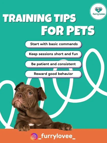 My training tips are simple and effective: start with basic commands, keep sessions short and fun, be patient, and always reward good behavior.