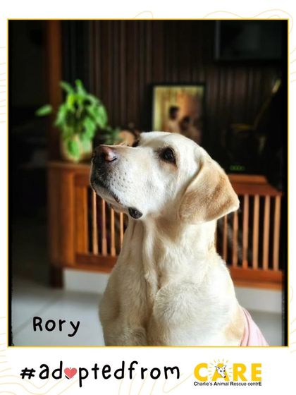 Charlie's Animal Rescue Centre - Animal Rescue & Adoption Happy Tails: Our Adoption Stories photo 16