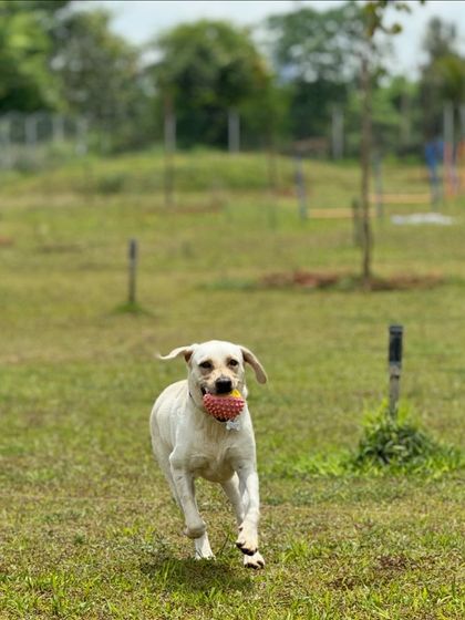 The Pawsome Camp - Dog Daycare & Boarding The Pawsome Playground: 2 Acres of Freedom photo 22