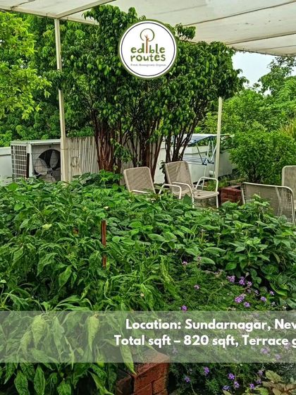 This lush 820 sqft terrace garden in Sundar Nagar, New Delhi, is a perfect example of a thriving urban farm. It's a peaceful retreat and a source of daily fresh produce for the family.
