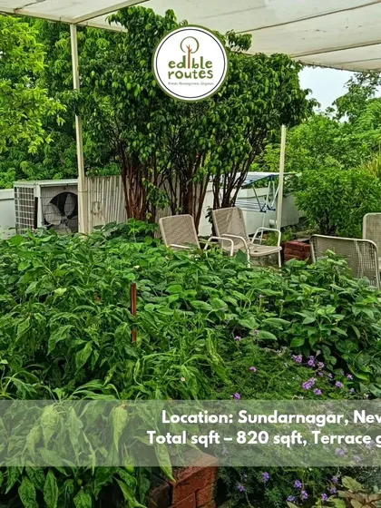 This lush 820 sqft terrace garden in Sundar Nagar, New Delhi, is a perfect example of a thriving urban farm. It's a peaceful retreat and a source of daily fresh produce for the family.