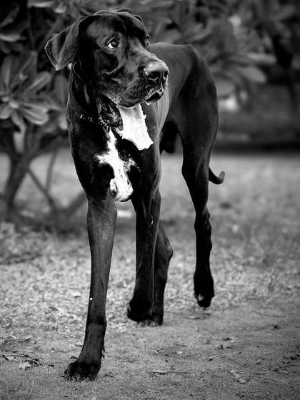 Sabbath on the move. This black and white photo captures his elegant, long-legged stride and focused expression, highlighting the breed's majestic presence.