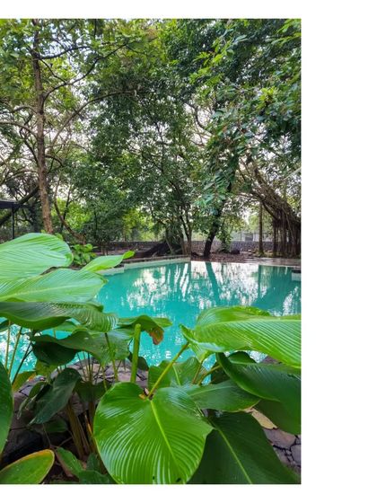The pool at 'Villa 16', surrounded by lush tropical plants. The architecture becomes a bystander, a quiet partner to the grove.