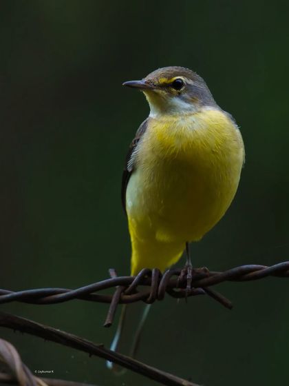 A Gray Wagtail on a strand of barbed wire, its bright yellow breast providing a splash of color. This portrait contrasts the delicacy of the bird with its harsh perch.