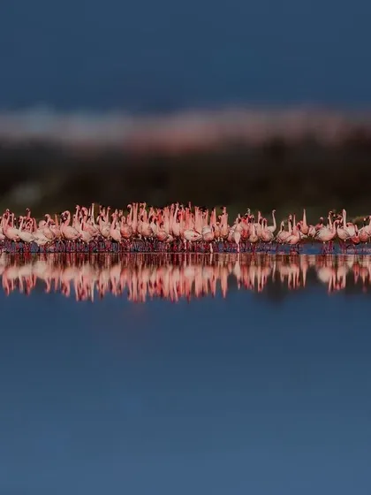 A line of flamingos during their courtship display at Sambhar Lake, their reflections creating a perfect mirror image. This shot demonstrates how understanding animal behavior and using composition can turn a simple scene into a work of art.