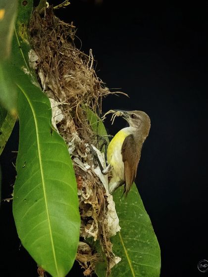 This series documents the nesting of a Purple-rumped Sunbird in my own backyard. It was a privilege to watch the mother bird tirelessly feed her chicks until they successfully fledged the nest.