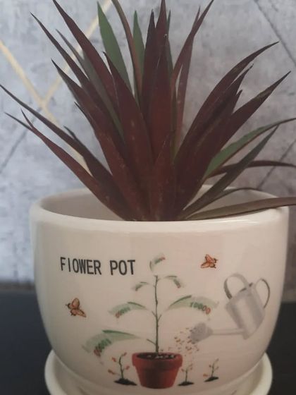 A cute ceramic flower pot with a saucer, featuring a charming printed design. It's a sweet little pot, perfect for a small plant on a desk or windowsill.
