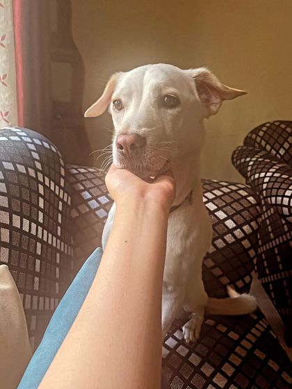 Zoella Dog Training - Behavior Modification Our Graduates: Client Success Stories photo 20