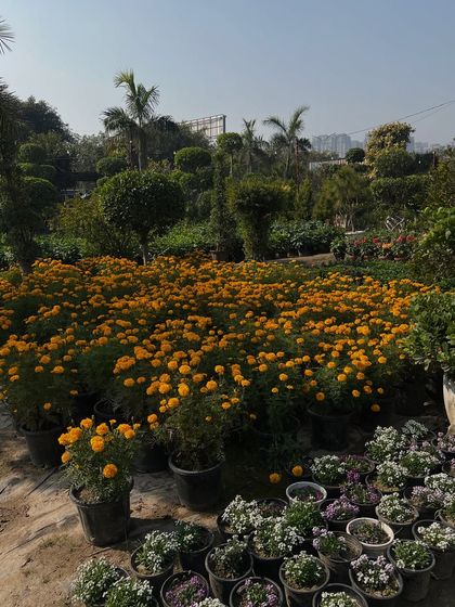A sea of yellow marigolds at the nursery. We grow thousands of seasonal flowers to ensure you always have a source of fresh, vibrant colour for your garden.