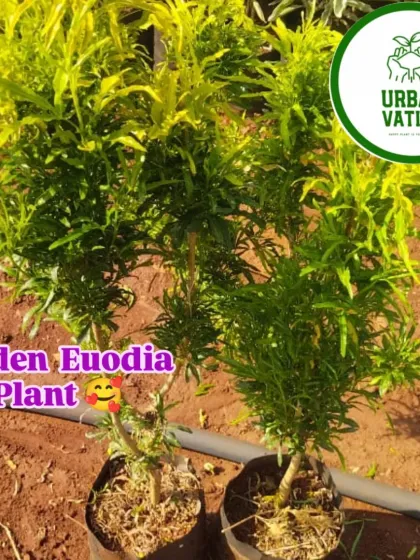 The Golden Euodia plant, a rare shrub with bright golden foliage.