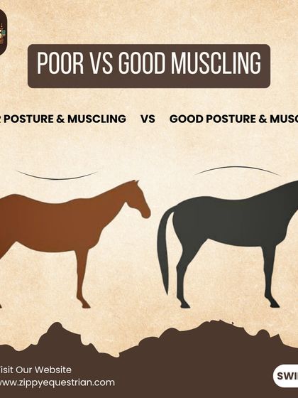 This infographic contrasts the silhouette of a horse with poor posture and one with good muscling. Proper training builds a strong topline, which is essential for the horse's comfort and athletic ability.