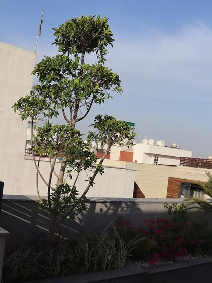 Terrace & Rooftop Gardens photo 22