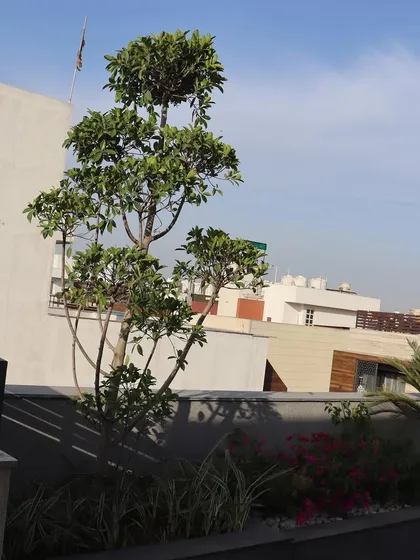 Another perspective of the sculpted tree on the GK rooftop, showing how it interacts with the surrounding architecture and skyline.