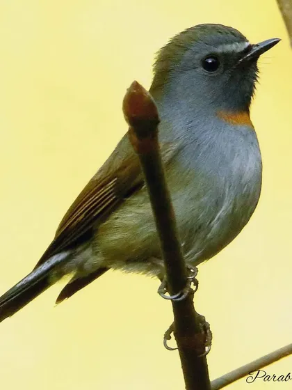 The Rufous-gorgeted Flycatcher is a small bird with a lovely patch of orange on its throat. They are common in the temperate forests of the Himalayas, where they breed.