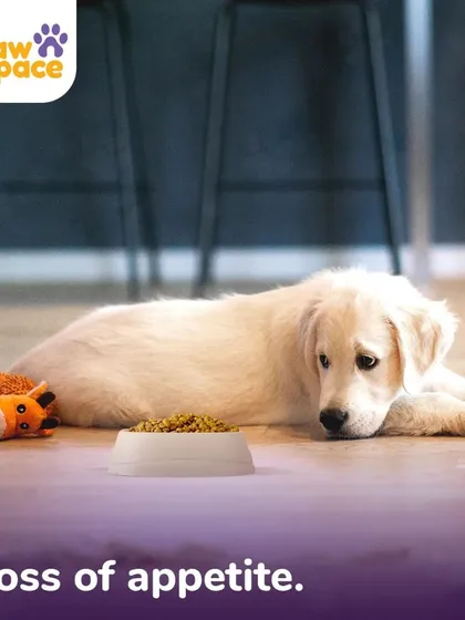 A loss of appetite can be worrying for any pet parent. Often, the cause is boredom with dry, processed food. Our fresh, flavorful meals are designed to entice even reluctant eaters and bring the joy back to mealtime.