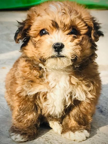 A beautiful close-up of a fluffy Lhasa Apso puppy.