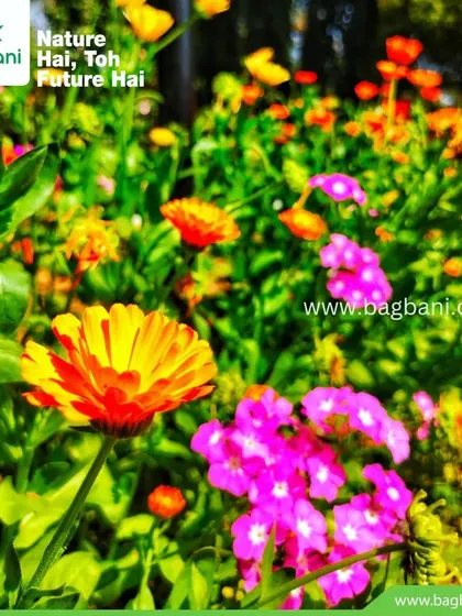 A cheerful mix of orange Calendula and pink Phlox, perfect for creating a cottage garden feel.