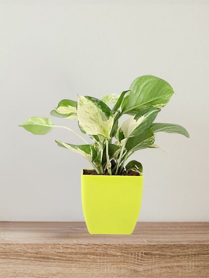 The Money Plant Marble Prince is a stunning variety with beautiful variegated leaves. It's believed to bring good luck and prosperity, and its trailing vines look wonderful on a shelf or in a hanging basket.