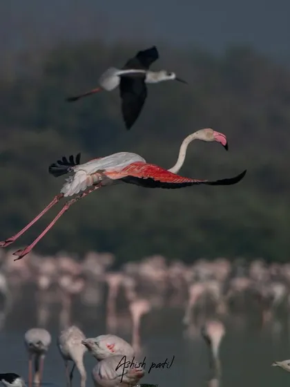 A Greater Flamingo takes off, its powerful wings and long legs extended, while a Black-winged Stilt flies alongside it.