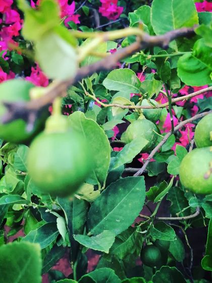 Grow Your Own: Kitchen Garden Starters photo 4