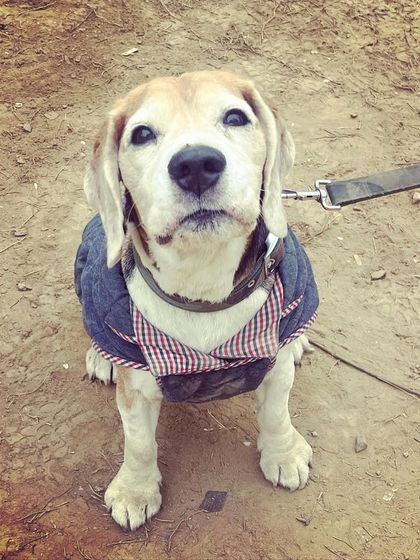 Dexter, a 10-year-old Beagle with a heart condition and a bite history, is a long-time regular at our facility. His owners trust us to manage his special needs and behavior, and it's always a pleasure to have this senior boy with us.