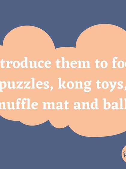 Food puzzles and snuffle mats are perfect for rainy days, providing mental exercise when physical exercise is limited.