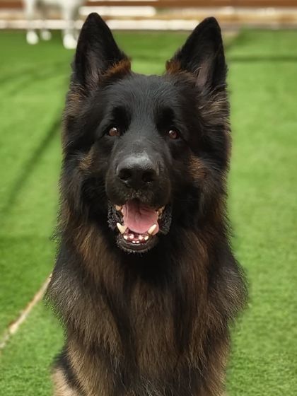 A majestic long-coat German Shepherd. Their loyalty is unmatched. We provide enough space for these large, active dogs.