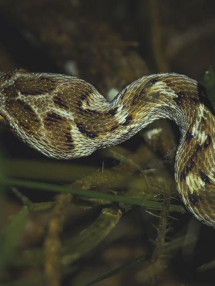 A close-up of a Saw-scaled Viper, encountered on a recent night expedition. Safety and respect are paramount when documenting venomous species.