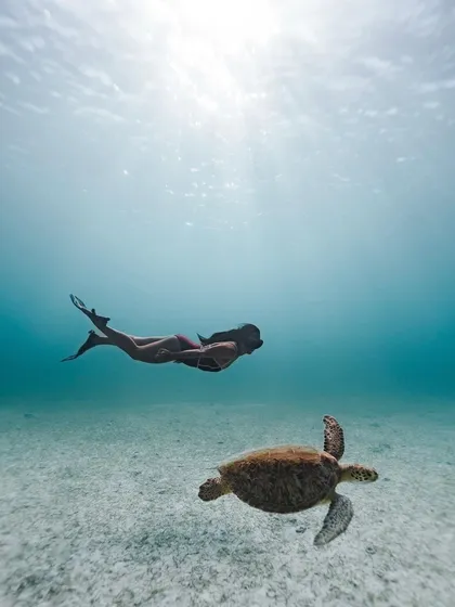 Freediving in Aruba allows for incredible encounters like this one. My underwater photography captures the magic of marine life, a unique offering for coastal resorts looking to highlight their natural surroundings.