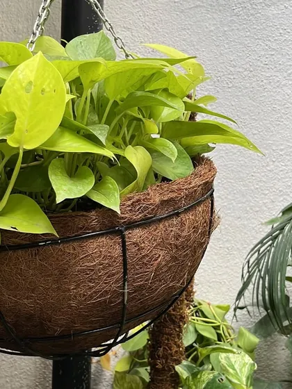 A simple yet effective hanging basket made with a coir liner. This natural material provides excellent drainage and aeration for the roots of trailing plants like this vibrant Neon Pothos.
