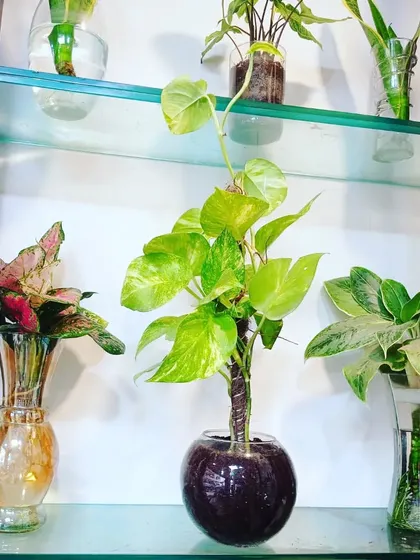A collection of different hydroponic plants on a glass shelf, including Aglaonema and Pothos. The different shapes of vases add to the decorative appeal.