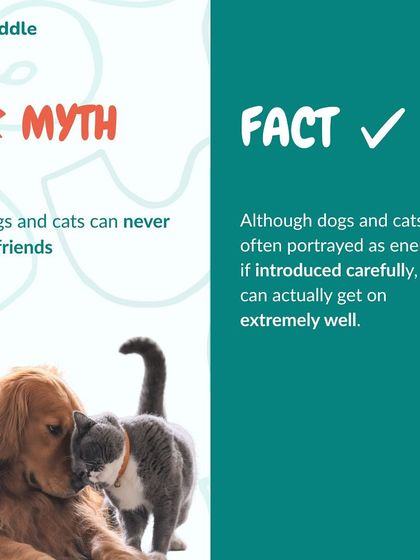 Kuddle - Pet Behaviour & Training Kuddle's Training Playbook photo 20