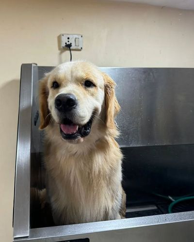 Deep Clean Hygiene Grooming