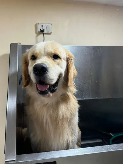 Bath time can be a happy time. This Golden Retriever is enjoying his time in our stainless steel tub, specially designed for the safety and comfort of dogs of all sizes.