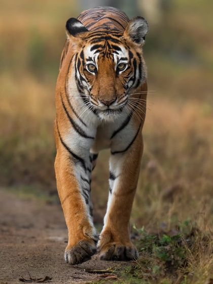 The TT Female, daughter of a queen, who rose to become the undisputed ruler of the Kabini backwaters. Her story is one of patience and perseverance, finally raising her own cubs after years of waiting.