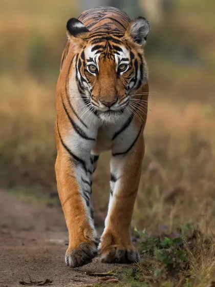 The TT Female, daughter of a queen, who rose to become the undisputed ruler of the Kabini backwaters. Her story is one of patience and perseverance, finally raising her own cubs after years of waiting.