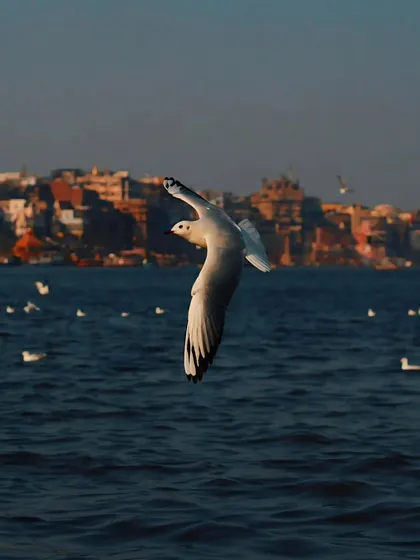 A single gull in flight over the Ganga, with the ancient city of Varanasi blurred in the background. This color photograph captures the freedom and spirit of the place.
